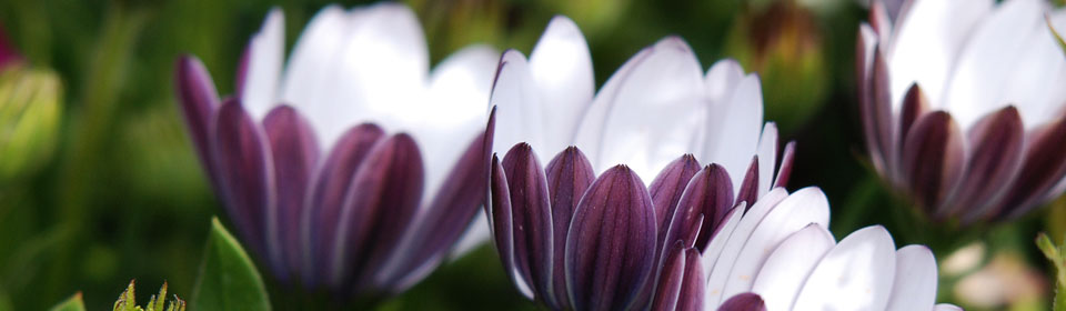 私密保护严密的DDOS网页端