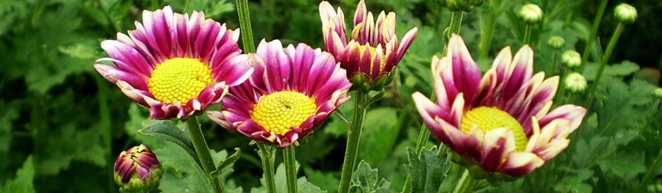 激活码商城的DDOS网页端